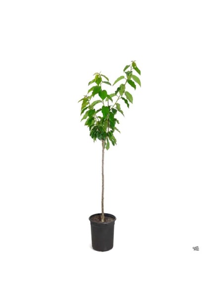 Черешня Giantella - саджанець в горщику